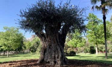 Un olivo de 627 años se convierte en el árbol más anciano del parque de El Retiro en Madrid