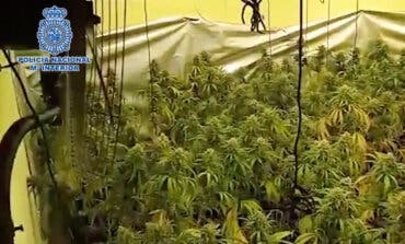 Nueve detenidos por cultivar marihuana en chalets de Vilallbilla y Torres de la Alameda 