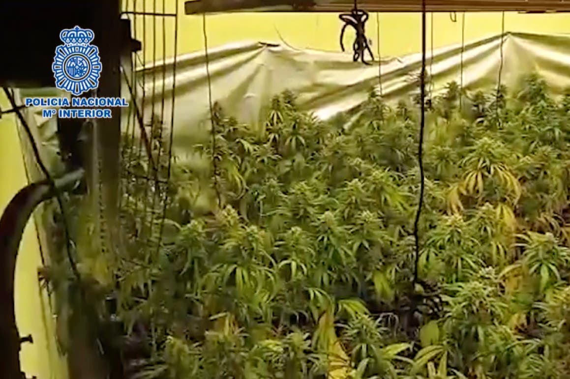 Nueve detenidos por cultivar marihuana en chalets de Vilallbilla y Torres de la Alameda 