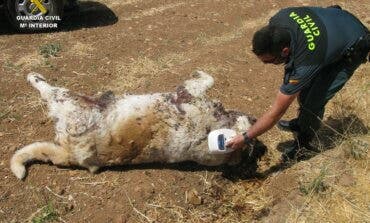 Denunciada una persona en Guadalajara por arrojar el cadáver de un perro a un camino