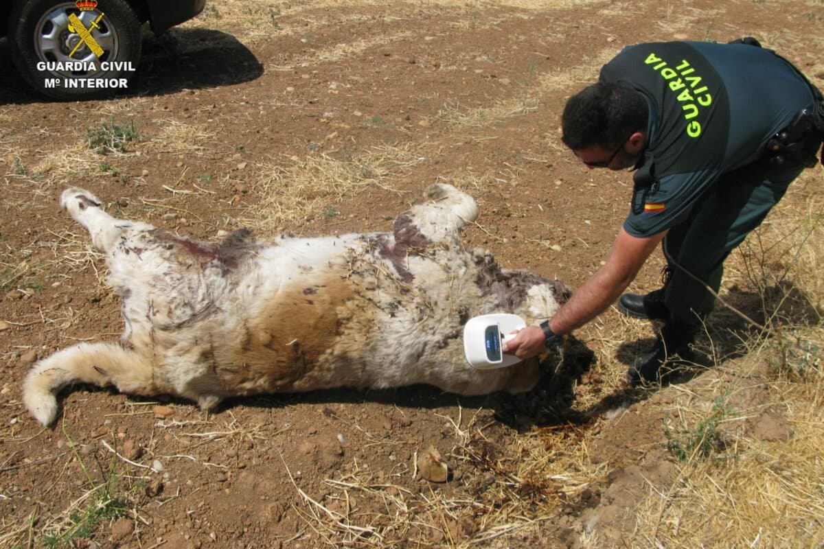 Denunciada una persona en Guadalajara por arrojar el cadáver de un perro a un camino