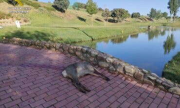 Sorprenden a un cazador abatiendo un corzo en el campo de golf de Cabanillas