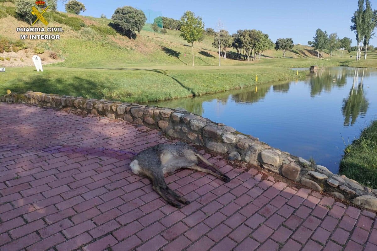 Sorprenden a un cazador abatiendo un corzo en el campo de golf de Cabanillas