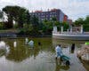 Coslada limpia el estanque del Parque del Olivo donde habitan 100 peces y tres tortugas