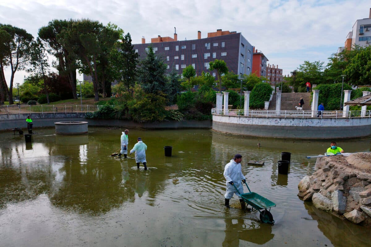 Coslada limpia el estanque del Parque del Olivo donde habitan 100 peces y tres tortugas