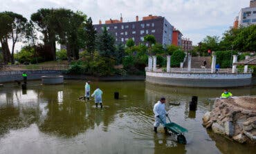 Coslada limpia el estanque del Parque del Olivo donde habitan 100 peces y tres tortugas