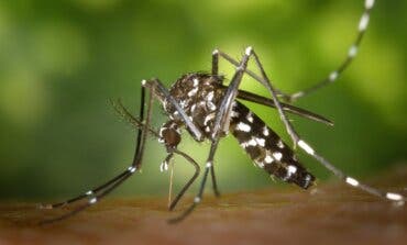 Rivas alerta de la llegada del mosquito tigre y lanza una serie de recomendaciones