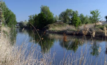 Coslada: Retiran cinco toneladas de basura del río Jarama, en su mayoría toallitas