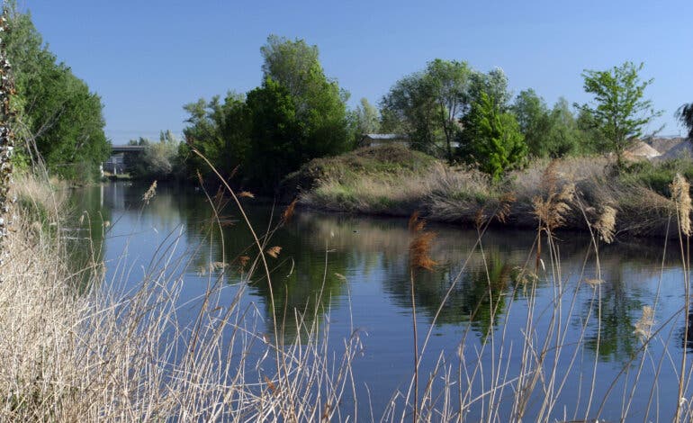 Coslada: Retiran cinco toneladas de basura del río Jarama, en su mayoría toallitas