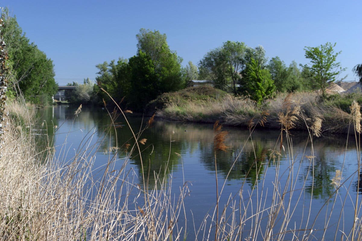 Coslada: Retiran cinco toneladas de basura del río Jarama, en su mayoría toallitas