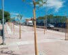 Nuevos árboles y marquesinas ecológicas con techo verde en Torrejón de Ardoz 