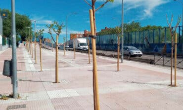 Nuevos árboles y marquesinas ecológicas con techo verde en Torrejón de Ardoz 