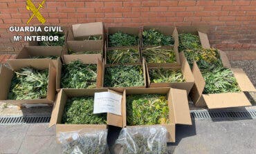 Guadalajara: Desmantelan dos plantaciones de marihuana indoor en Torrejón del Rey y en Uceda