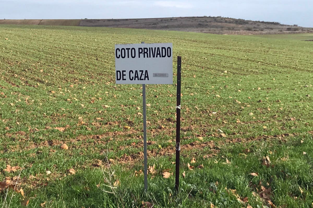 Autorizan cazar palomas torcaces en Paracuellos por riesgo para la seguridad aérea de Barajas 