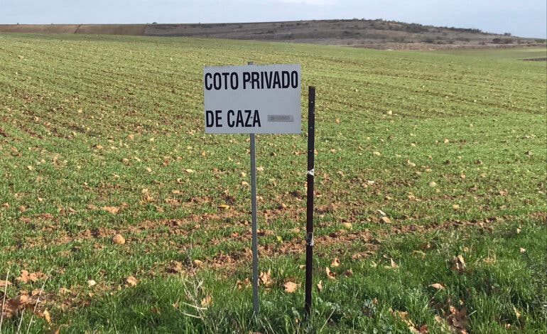 Autorizan cazar palomas torcaces en Paracuellos por riesgo para la seguridad aérea de Barajas 
