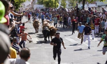 Fiestas de Torrejón: Hoy, último encierro, Feria de Día-Tardeo, toros, Camela y Chayo Mohedano 