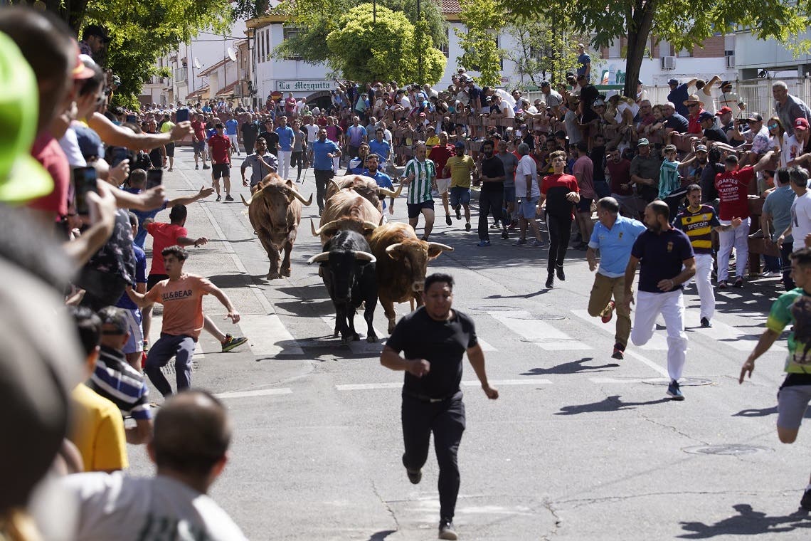 Fiestas de Torrejón: Hoy, último encierro, Feria de Día-Tardeo, toros, Camela y Chayo Mohedano 