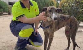 Una galga provoca retrasos de dos horas en el Metro de Madrid 