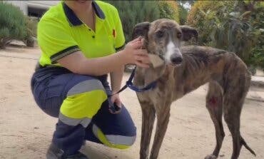 Una galga provoca retrasos de dos horas en el Metro de Madrid 