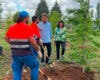 Torrejón de Ardoz planta 520 nuevos árboles en el parque Miradores de Soto del Henares