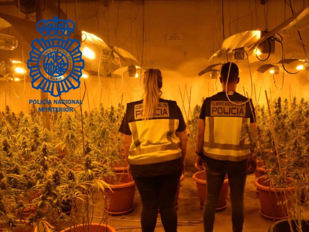 Desmantelada una plantación de marihuana en Cabanillas del Campo con tres detenidos 