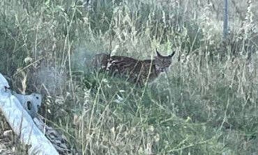 Captan la primera imagen de un lince ibérico en Madrid en 30 años  