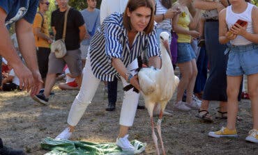 Tradicional suelta de cigüeñas en Alcalá de Henares