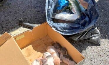 Rescatan a cinco gatitos, uno ya muerto, de un contenedor en Alcalá de Henares