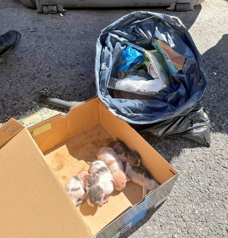 Rescatan a cinco gatitos, uno ya muerto, de un contenedor en Alcalá de Henares