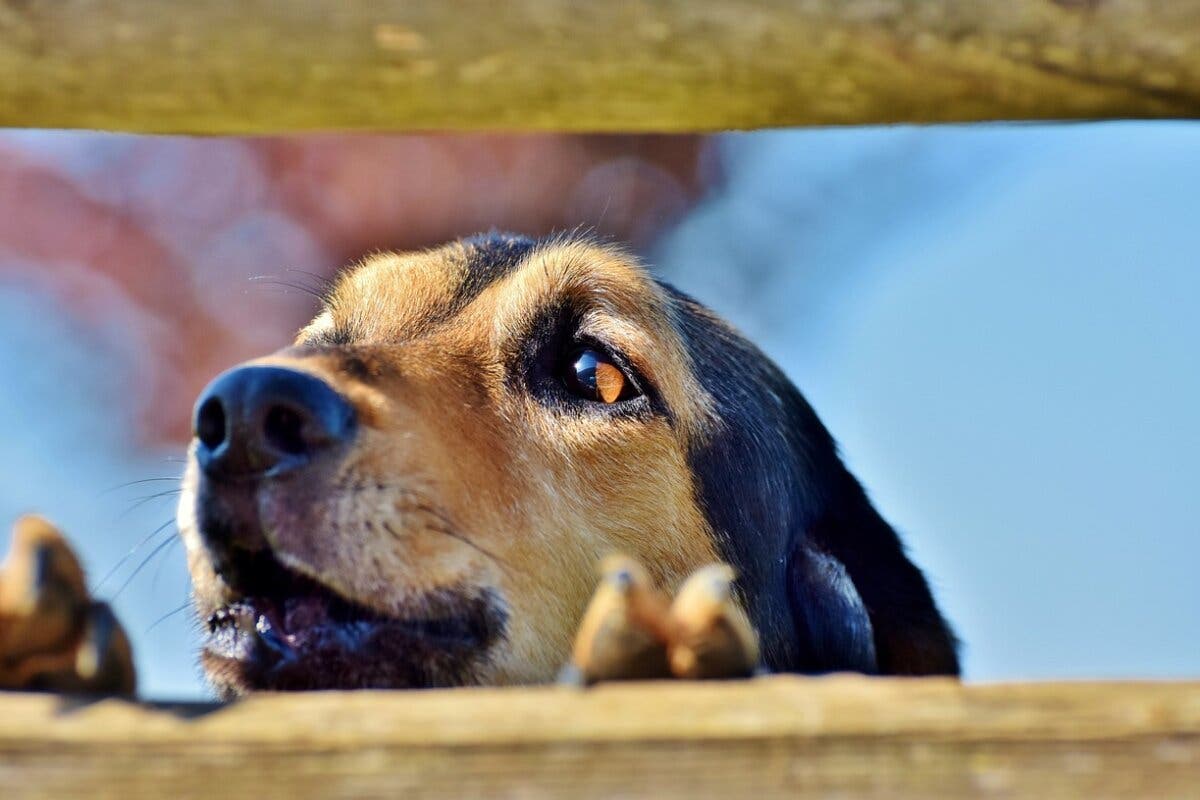 Nuevo Baztán quiere poner coto a los ladridos de los perros por la noche