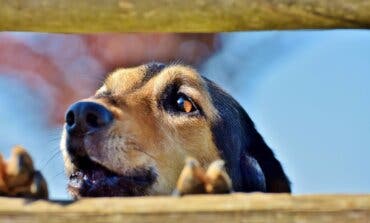 Nuevo Baztán quiere poner coto a los ladridos de los perros por la noche