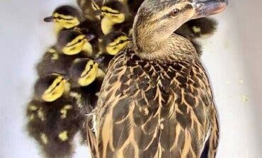 Alcalá de Henares: Rescatan a una familia de patos en un parking de la ciudad