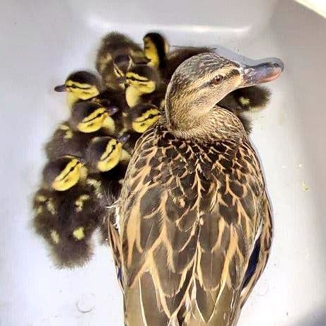 Alcalá de Henares: Rescatan a una familia de patos en un parking de la ciudad