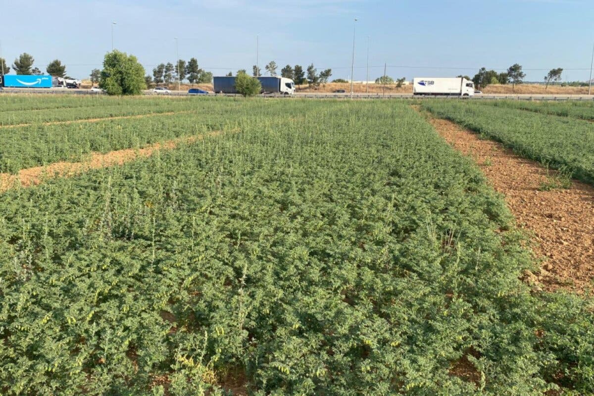 Madrid recupera el cultivo de diferentes legumbres desaparecidas como el garbanzo negro para hacer frente a la sequía  