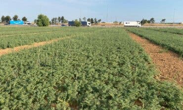 Madrid recupera el cultivo de diferentes legumbres desaparecidas como el garbanzo negro para hacer frente a la sequía  