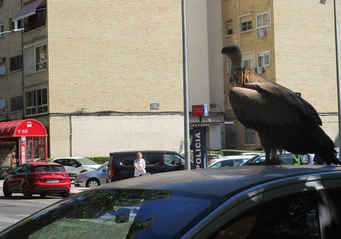 El buitre encontrado en Torrejón de Ardoz ya está volando en el hospital regional de aves rapaces