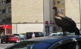 El buitre encontrado en Torrejón de Ardoz ya está volando en el hospital regional de aves rapaces