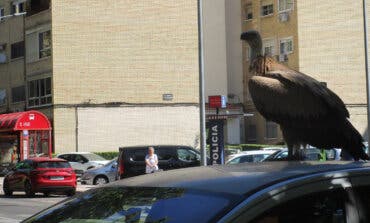 El buitre encontrado en Torrejón de Ardoz ya está volando en el hospital regional de aves rapaces