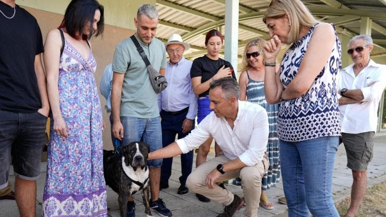 Madrid: Se reduce el número de animales abandonados y 7.566 fueron devueltos a sus dueños gracias al microchip
