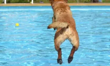 San Fernando de Henares: Regresa la jornada de puertas abiertas para perros en la piscina de verano