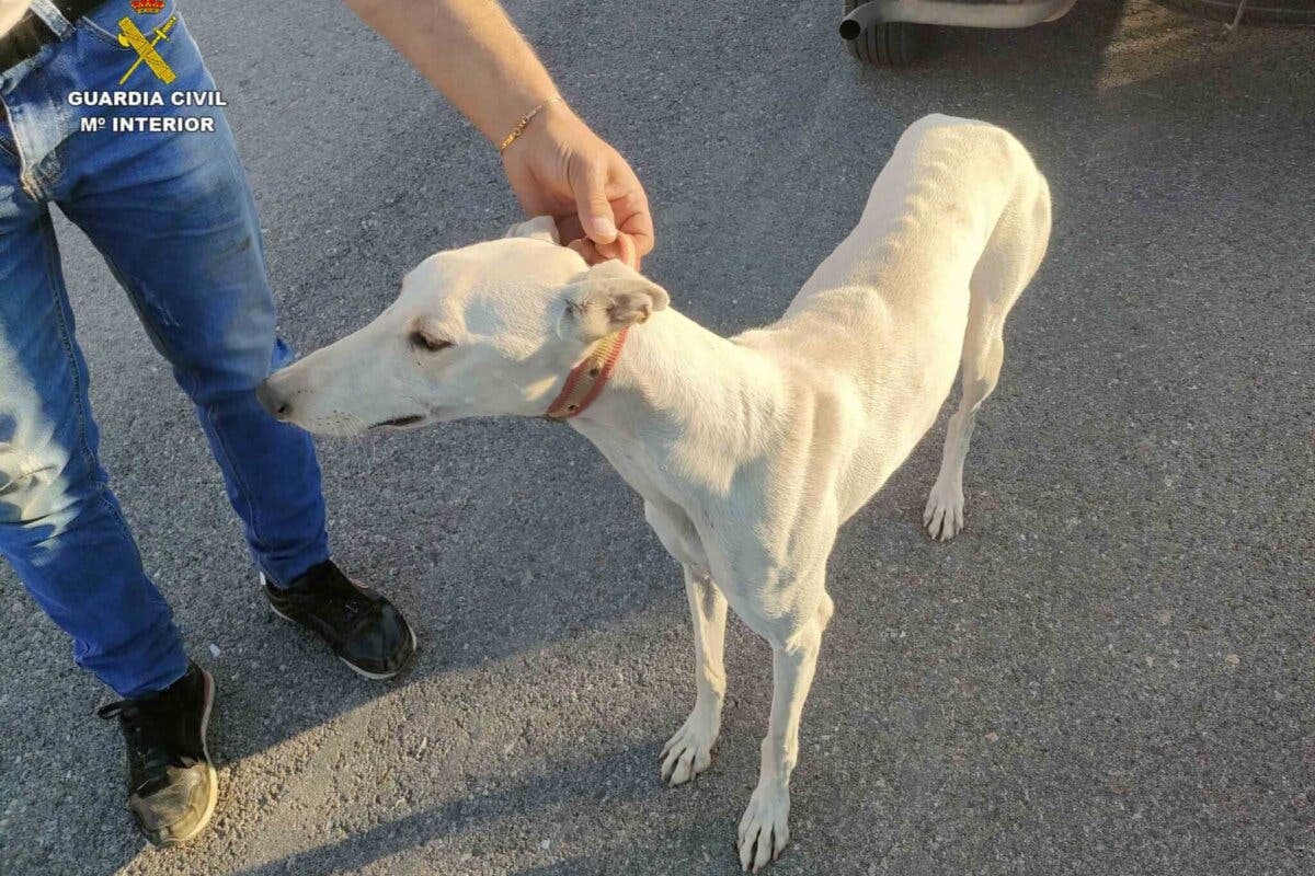 Guadalajara: Sorprendidas cuatro personas cazando furtivamente con galgos en Quer