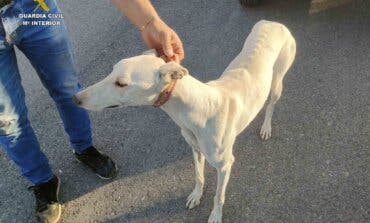 Guadalajara: Sorprendidas cuatro personas cazando furtivamente con galgos en Quer