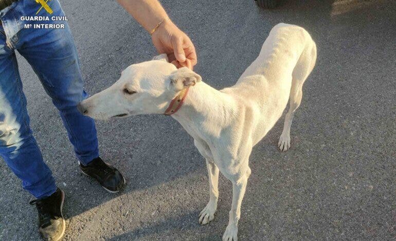 Guadalajara: Sorprendidas cuatro personas cazando furtivamente con galgos en Quer