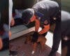 La Policía de Torrejón rescata a un cachorro abandonado en un contenedor de ropa