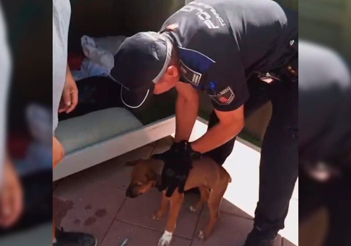 La Policía de Torrejón rescata a un cachorro abandonado en un contenedor de ropa