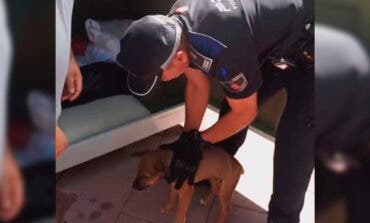 La Policía de Torrejón rescata a un cachorro abandonado en un contenedor de ropa