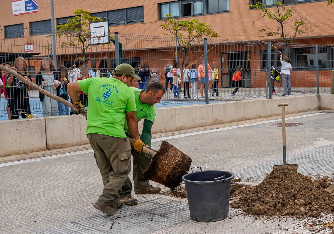 Torrejón crea nuevas zonas de sombra en los colegios con la plantación de árboles