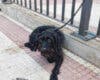 Torrejón de Ardoz: Rescatan a un perro abandonado atado a una valla en plena calle 