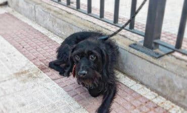 Torrejón de Ardoz: Rescatan a un perro abandonado atado a una valla en plena calle 