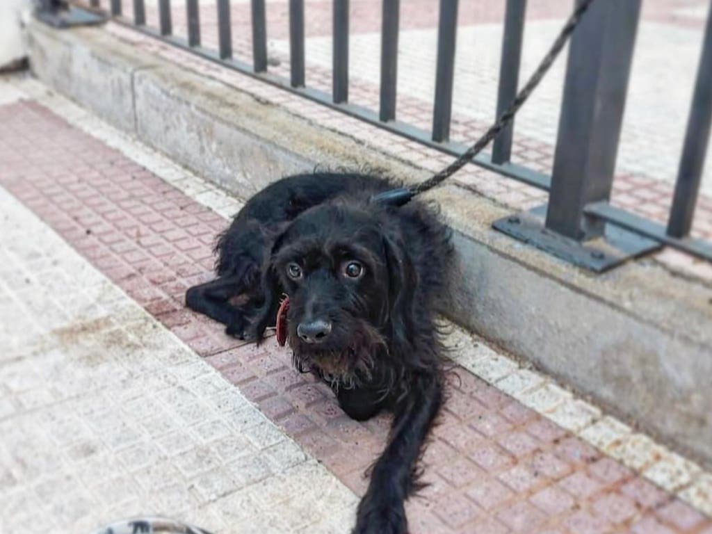Torrejón de Ardoz: Rescatan a un perro abandonado atado a una valla en plena calle 
